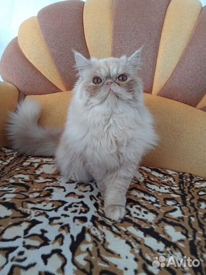 Персидская кошка
