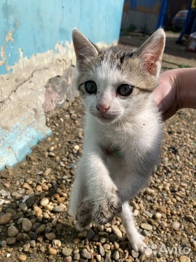 Котята отдам в добрые руки