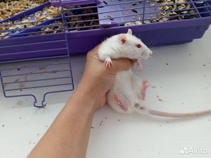 Крыса девочка с клеткой