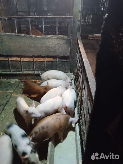 Поросята