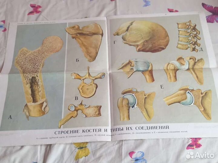 Плакаты по биологии СССР