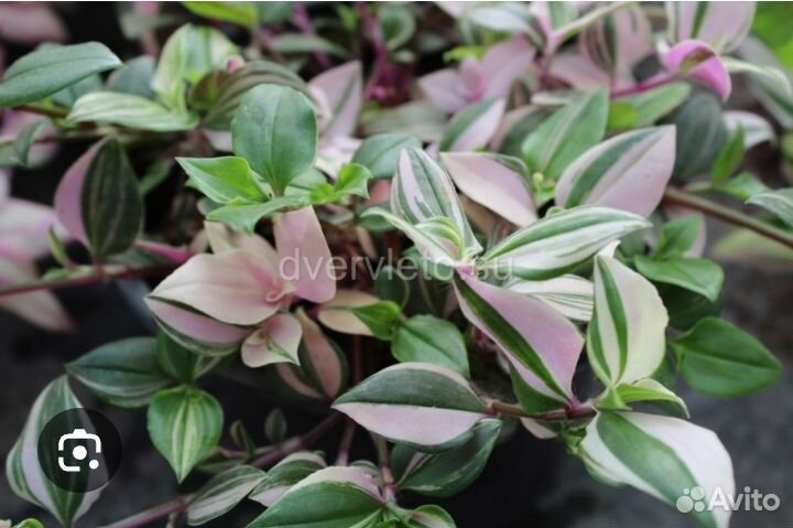 Традесканция Rainbow Hill (Радужный холм)