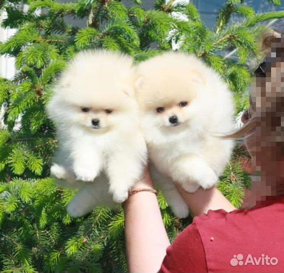 Мини малыши