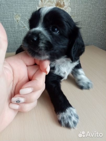 Продам щенка (кобелек)