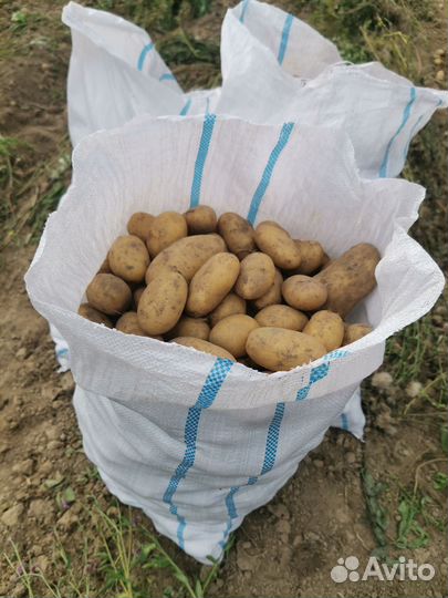 Продам картофель