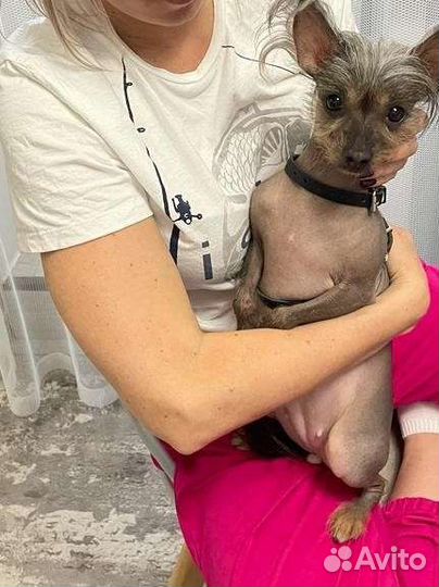 Собака для вязки