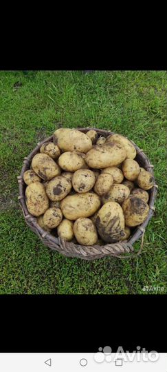 Продам картофель