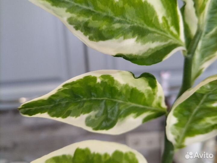 Педилантус