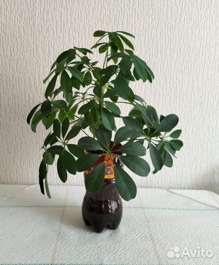 Комнатные цветы шефлера