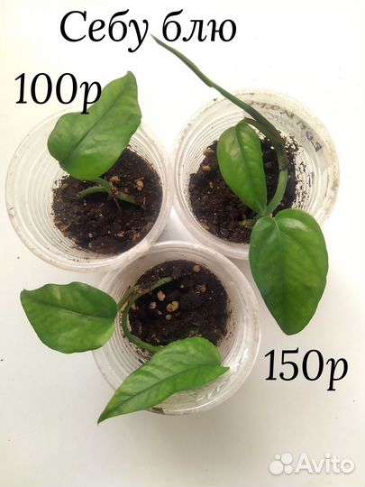 Филодендрон сциндапсус