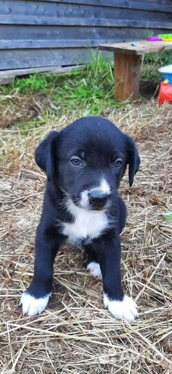 Щенки лабрадора