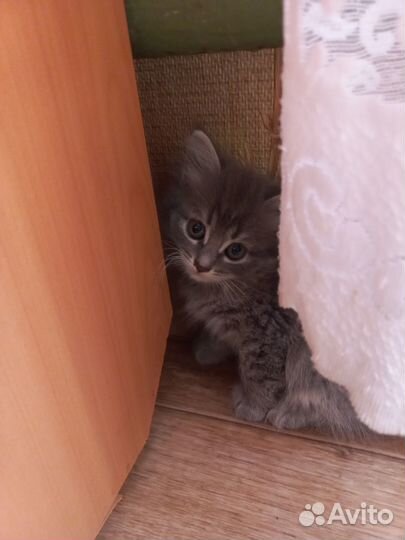 Котятки в добрые руки