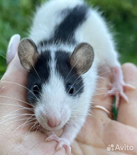 Питомник. Дамбо крысы, крысята, крыса