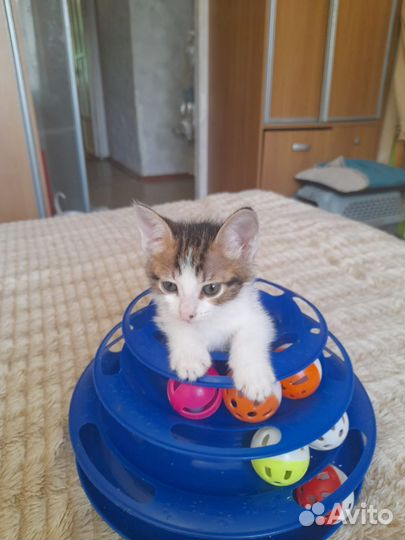 Котенок, девочка, 2,5 мес