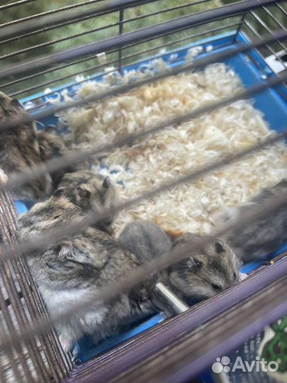 Джунгарский хомяк беспоатно