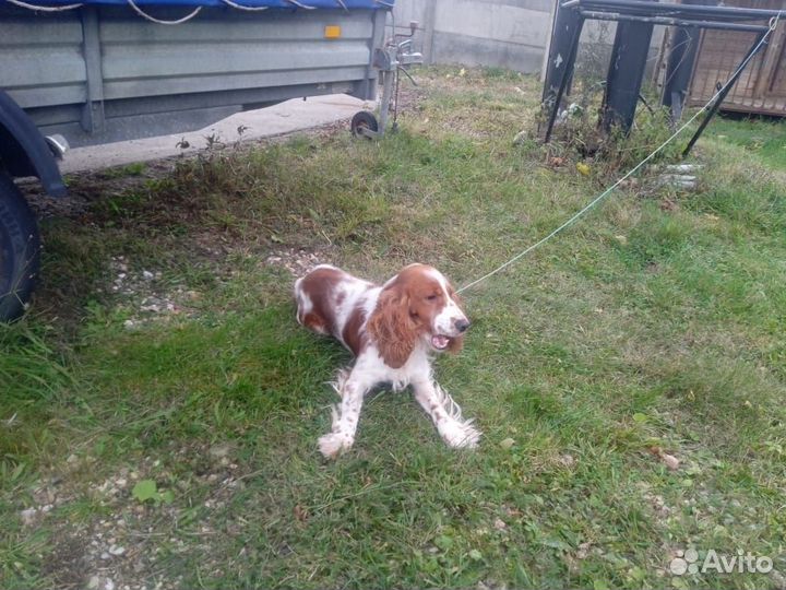 Кокер спаниель