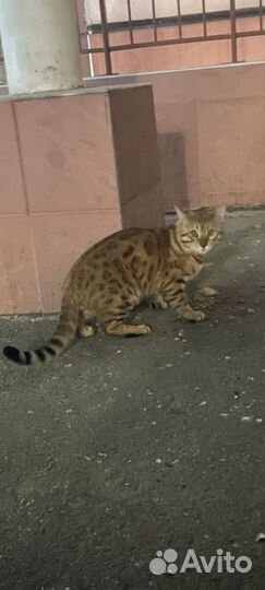 Бенгальский кот потеряшка