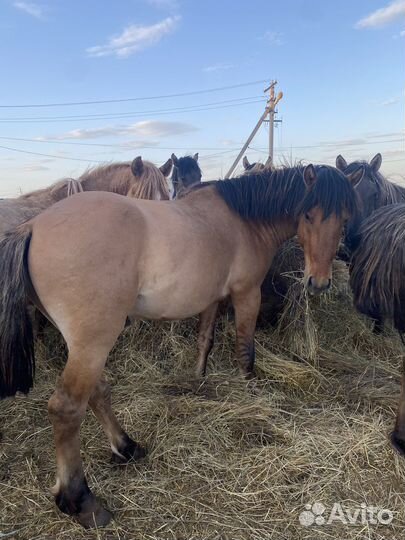 Лошади (жеребцы живой вес)