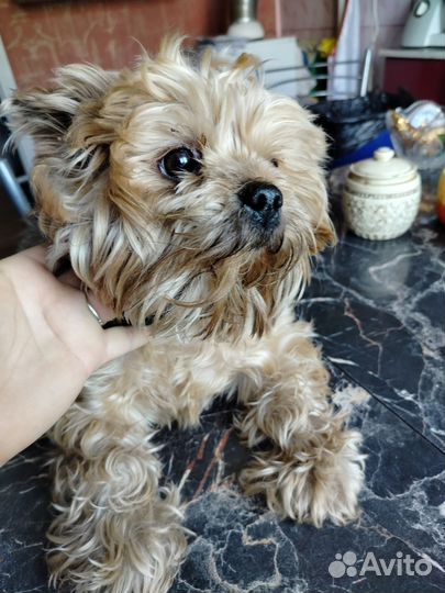 Йоркширский терьер