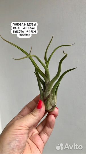 Тилландсия атмосферная растения без грунта