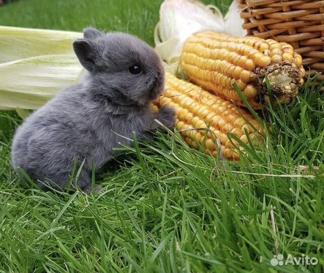 Декоративные кролики