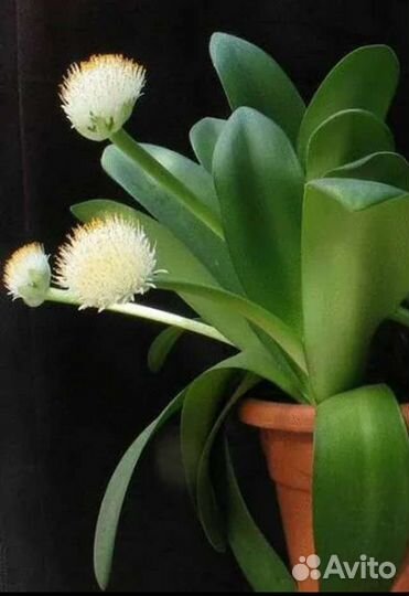 Гемантус белоцветковый