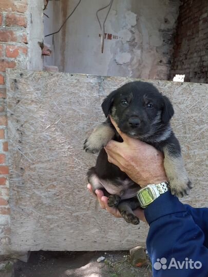 Раздаём щенков