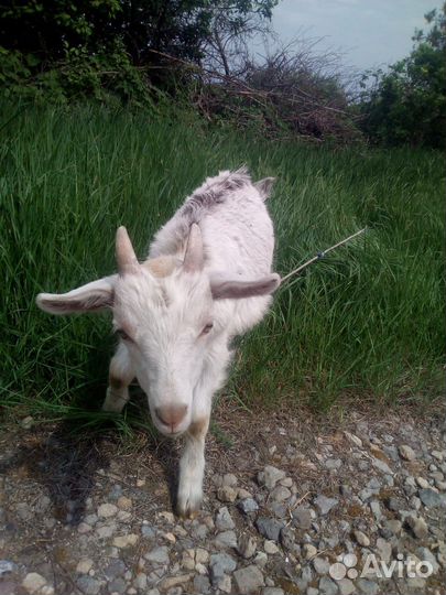 Козлята