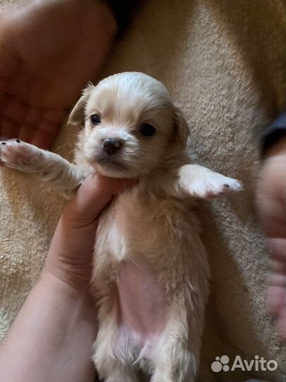 Щенки пекинеса