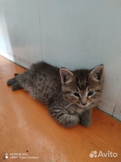 Кошки в добрые руки бесплатно