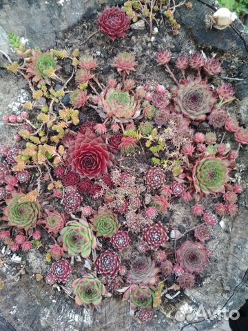 Молодило, очитки, камнеломка