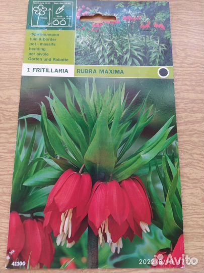 Луковицы рябчика императорского красного цвета