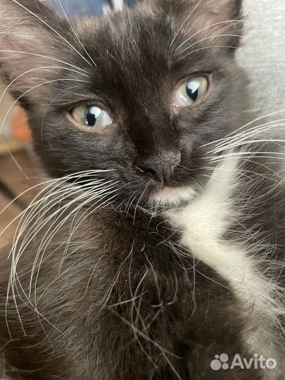 Котята в добрые руки бесплатно