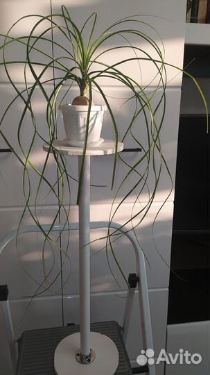 Бокарнея нолина, драцена, замиокулькас