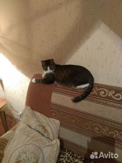 Передержка кошек, собак, грызунов. Котоняня