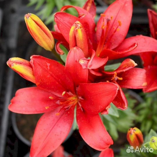 Лилия саженцы Тайни Хоуп