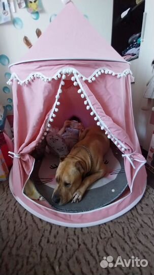 Вязка кобель американский стаффордширский терьер