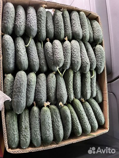 Огурцы оптом