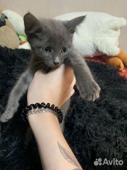 Котята в добрые руки даром