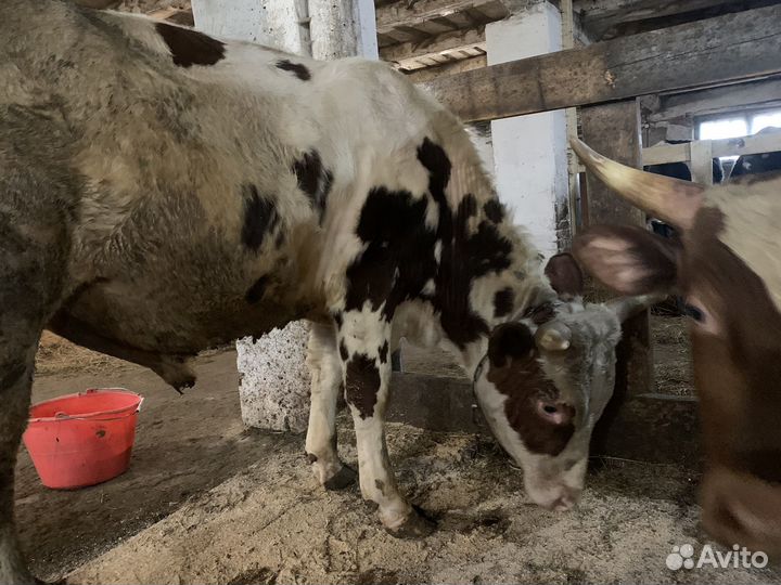 Быки айрширской породы