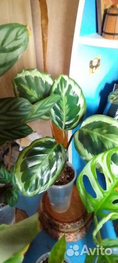 Комнатные цветы