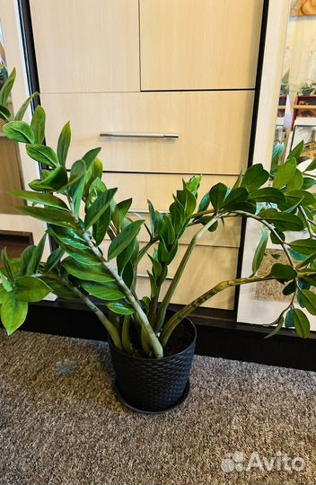 Замиокулькас