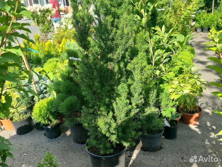 Тис ягодный хикси