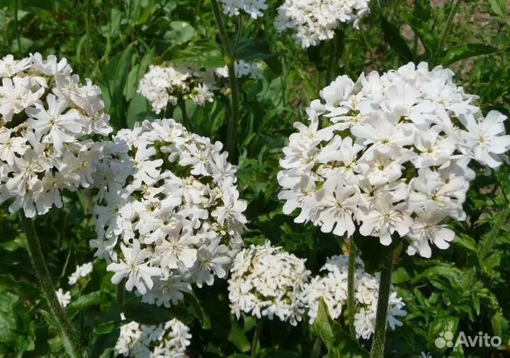 Многолетники