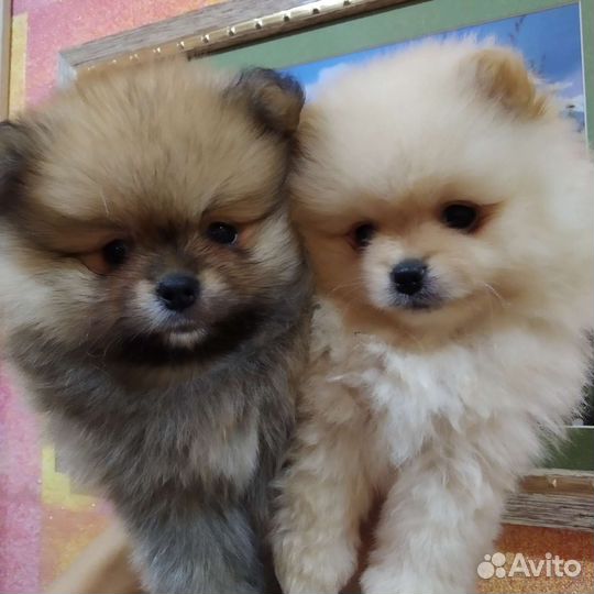 Щенки шпица