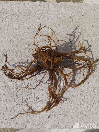 Мандрагора