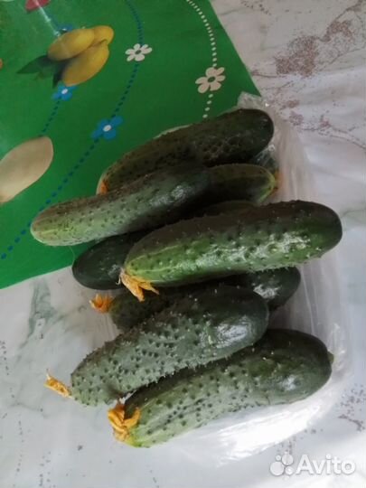 Смородина ягоды, абрикос, томаты, огурцы