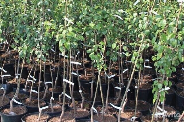Саженцы плодовых деревьев и кустарников