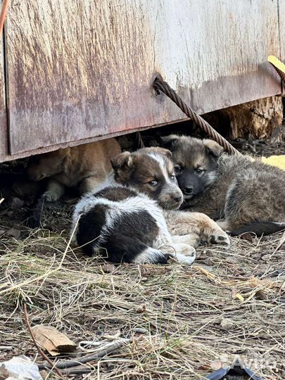 Щеночки ищут дом