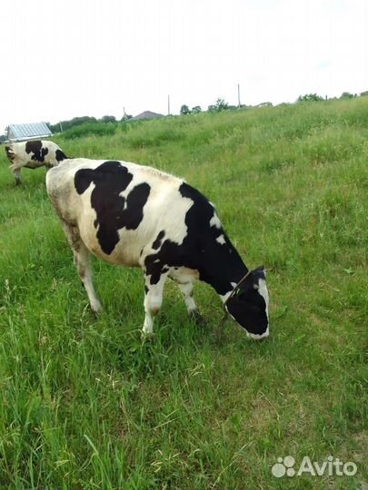 Корова нетель Голштинская 1год